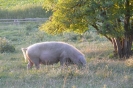 Landwirtschaft