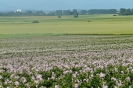 Landwirtschaft