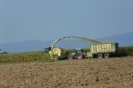 Landwirtschaft