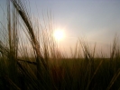 Bilder aus Landwirtschaft