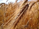 Bilder aus Landwirtschaft