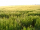 Bilder aus Landwirtschaft