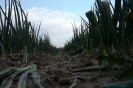 Landwirtschaft
