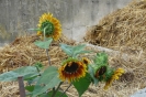 Landwirtschaft