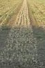 Landwirtschaft