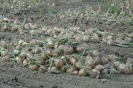Bilder Landwirtschaft 2008
