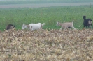 Landwirtschaft