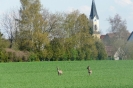 Dorfbilder 3