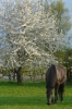 Dorfbilder 6