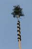 Maibaumaufstellen