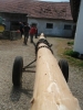Maibaum holen