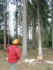 Maibaum holen