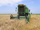 Wiesenweihe