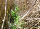 Wiesenweihe