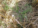 Wiesenweihe