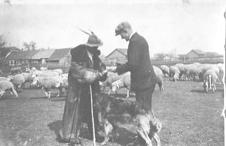 Opa beim Schaf handeln