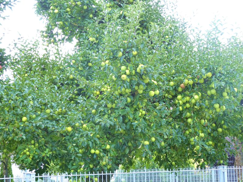 P1530223
