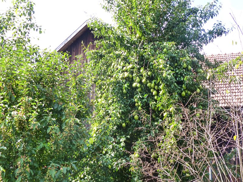 P1530228