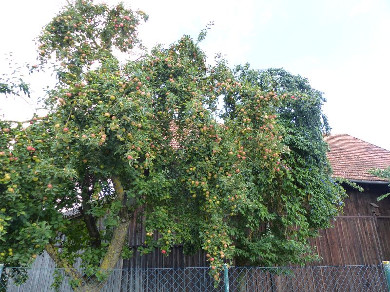 P1530230