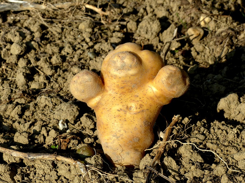 Kartoffelkönig