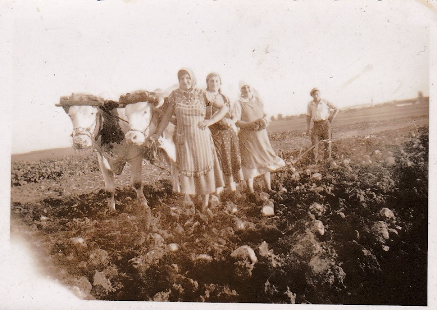 Zellmerweiber Feldarbeit