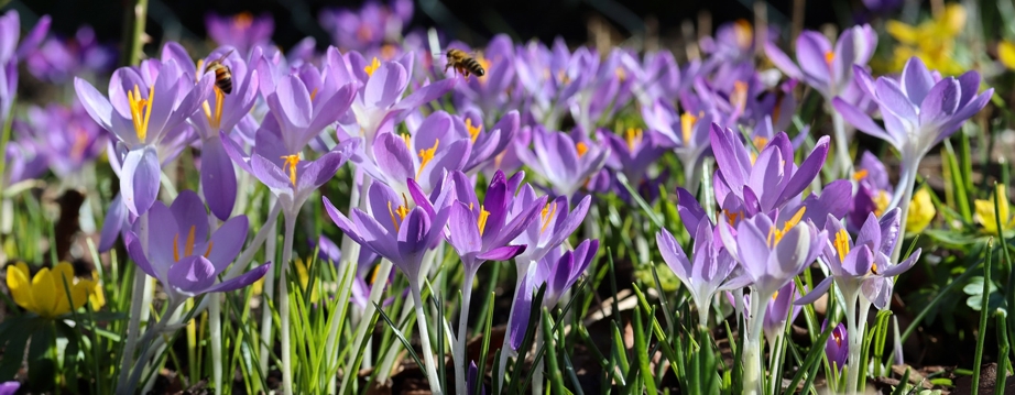 Blumenzwiebeln GH 2