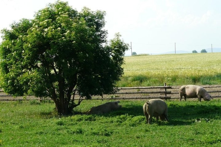 Schweine Weide Aigner