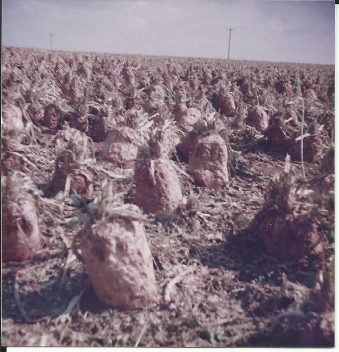1982 Hagel 1