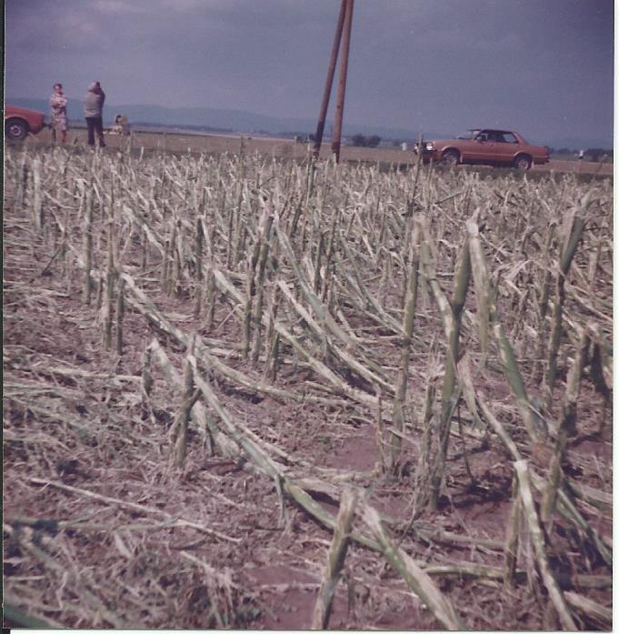 1982 Hagel 6